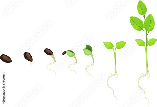 Stage of growth of plant