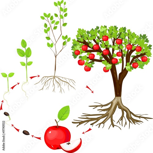 life cycle of apple tree
