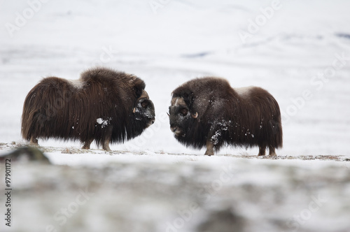 Musk-ox pair in Norge in Dovrefjell Nation Park