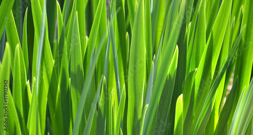 Lush green grass closeup