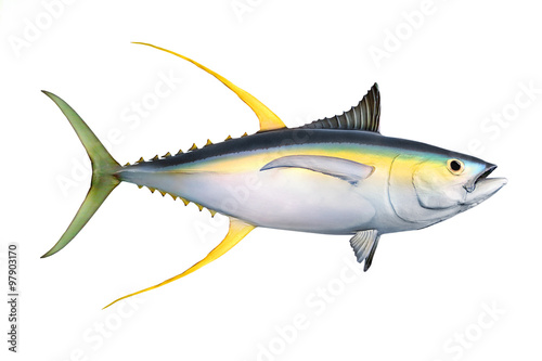 Yellow fin Tuna (Thunnus albacares) isolated on white background.