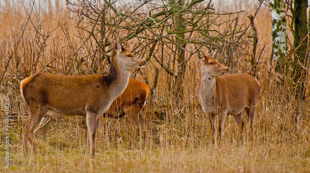 Naklejka premium Red deer in a field with reed in winter