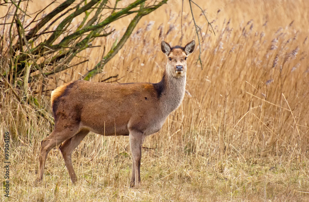 Red deer in a field with reed in winter Red deer in a field with reed in winter