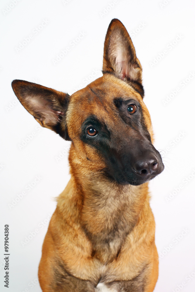 Portrait of an interested Belgian Shepherd dog Malinois on white background
