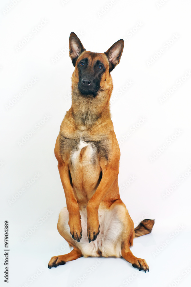 Belgian Shepherd dog Malinois sitting up on its back legs on white background