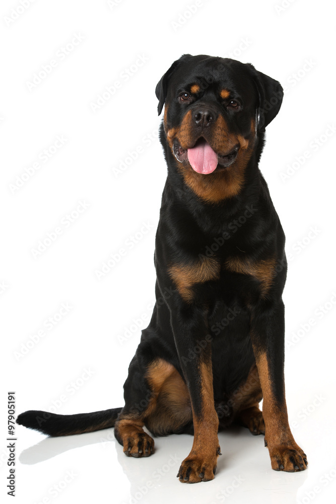 Rottweiler