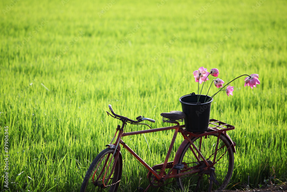 classic bicycle with rural field background.