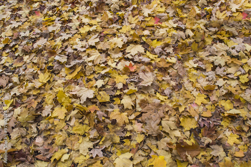 Fall leaves on the ground Fall leaves on the ground