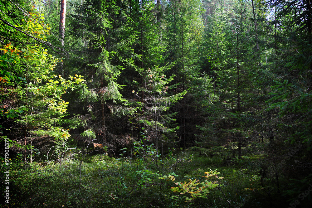 Obraz premium forest