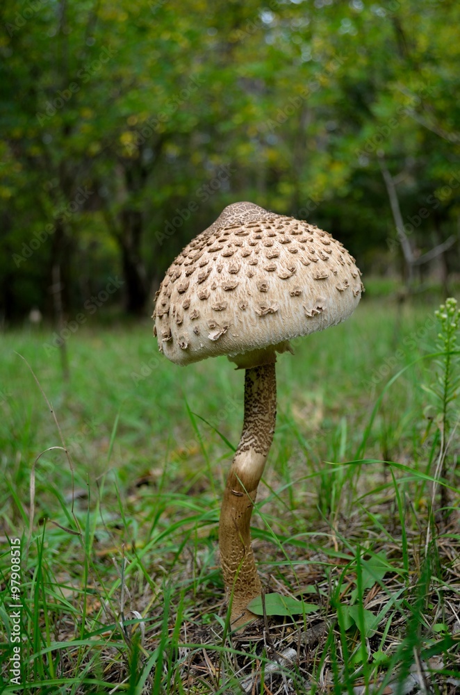 Mushrooms in the forest Mushrooms in the forest