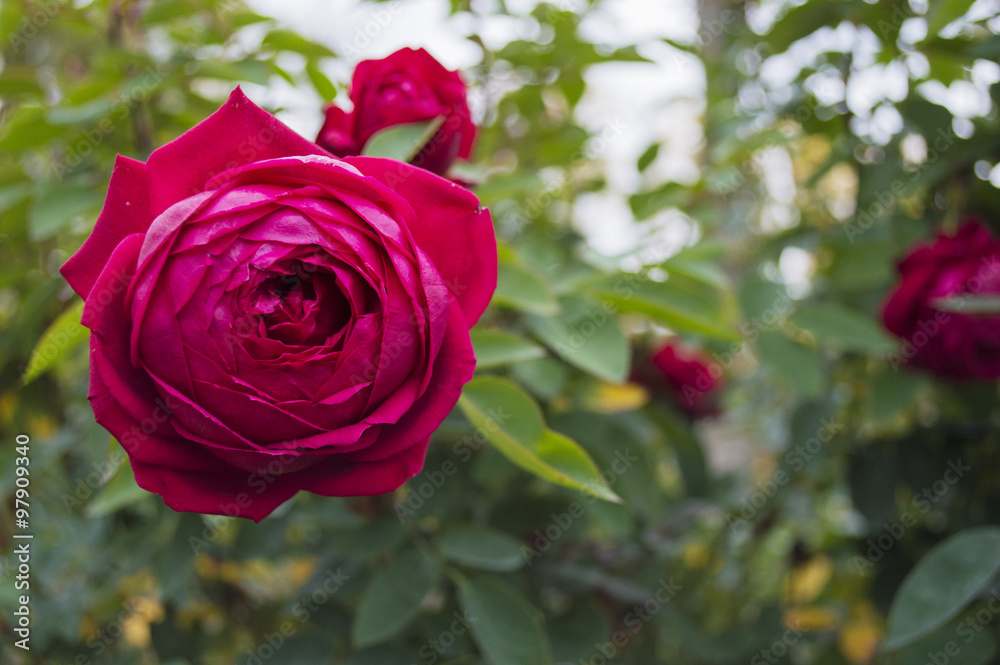 Pink Rose on the bush Pink Rose on the bush