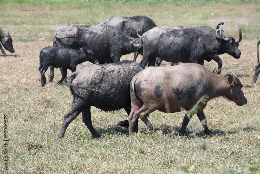 Fototapeta premium water buffalo walking in field.