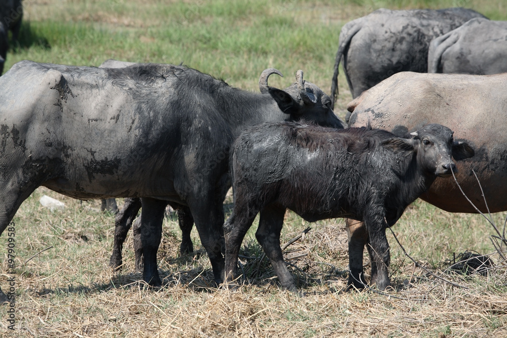 water buffalo in field. water buffalo in field.