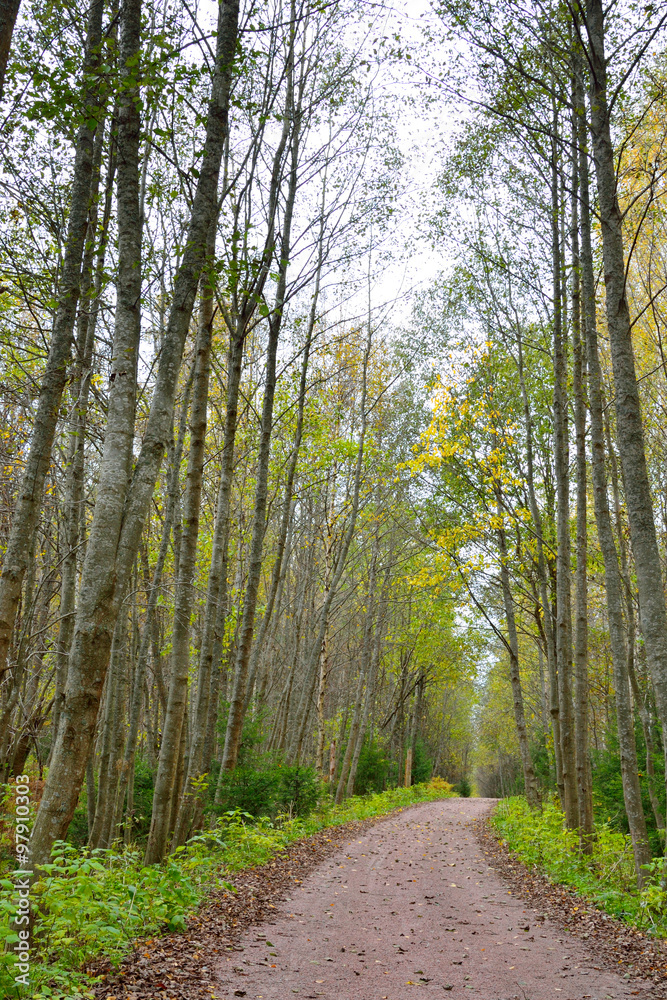 Fototapeta premium Dirt road in the forest.