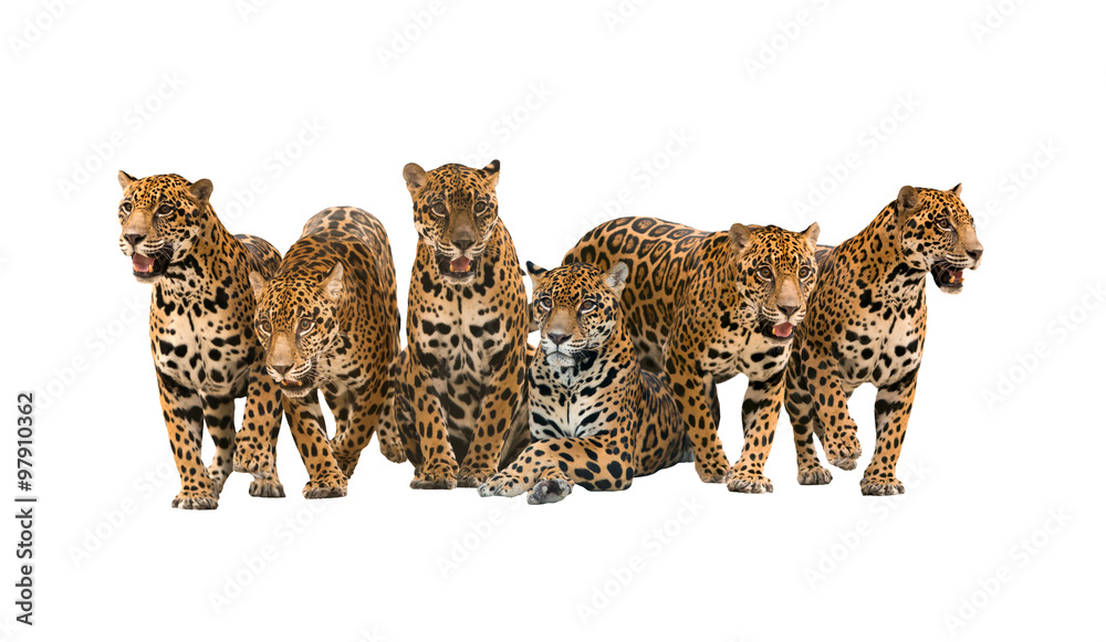 Naklejka premium grupa jaguara