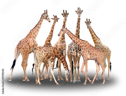 Fototapeta Naklejka Na Ścianę i Meble -  group of giraffe isolated