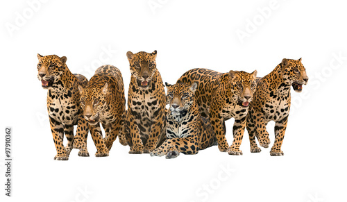 group of jaguar