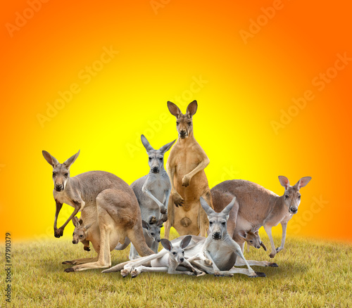 group of kangaroo
