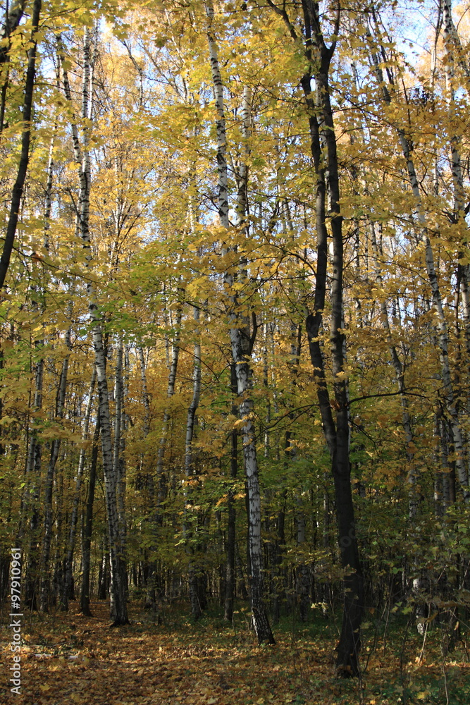 Fototapeta premium Gold autumn in the park