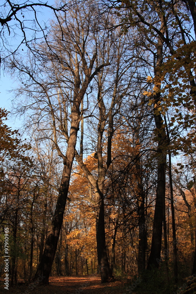 Fototapeta premium Gold autumn in the park