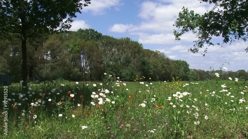 Daisies bloom in dutch countryside photo