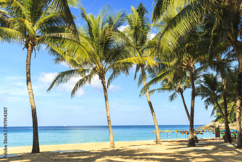 Fototapeta premium Tropical coconut trees