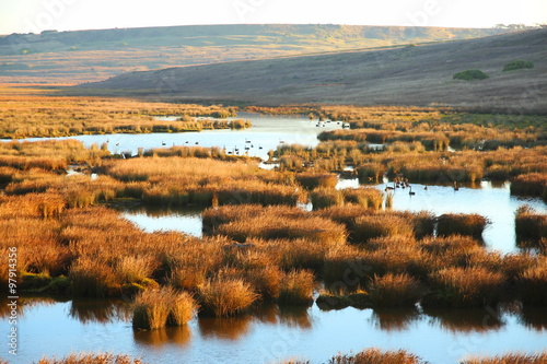Wetland in Australia photo