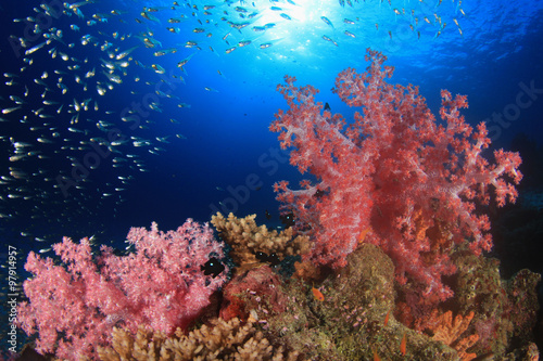 Fototapeta Naklejka Na Ścianę i Meble -  Tropical fish on coral reef sea ocean underwater