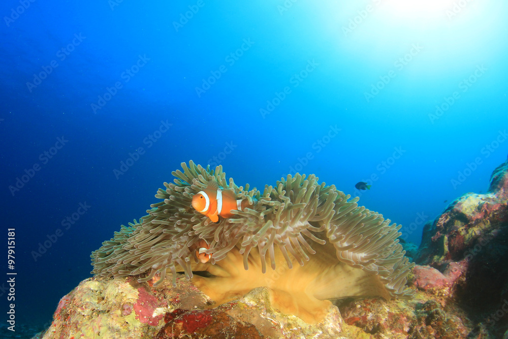 Naklejka premium Clownfish Anemonefish Nemo fish