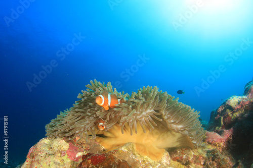 Clownfish Anemonefish Nemo fish