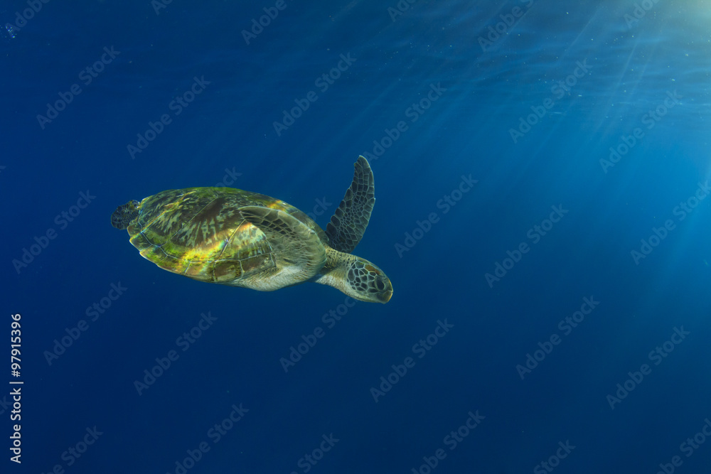 Green Sea Turtle swims below ocean surface next to tropical island
