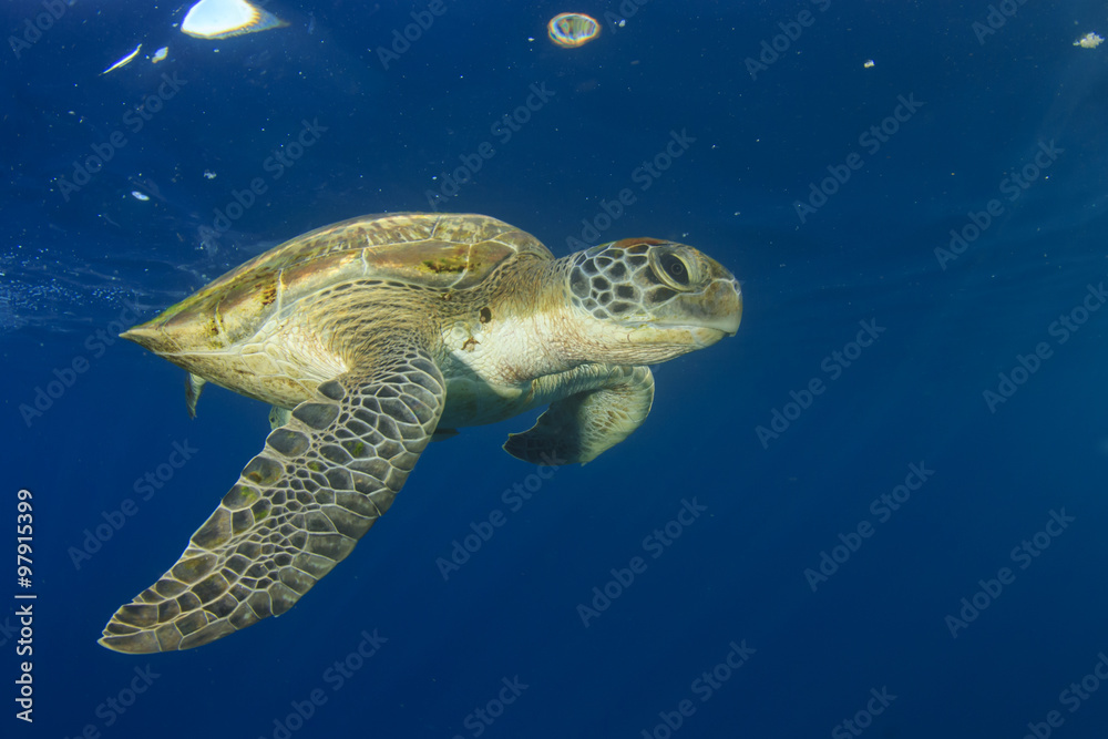 Fototapeta premium Green Sea Turtle swims below ocean surface next to tropical island