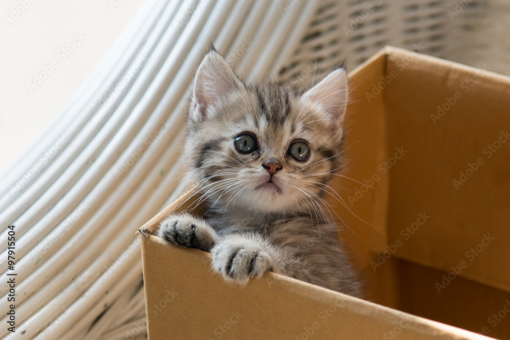 Cute tabby persian kitten