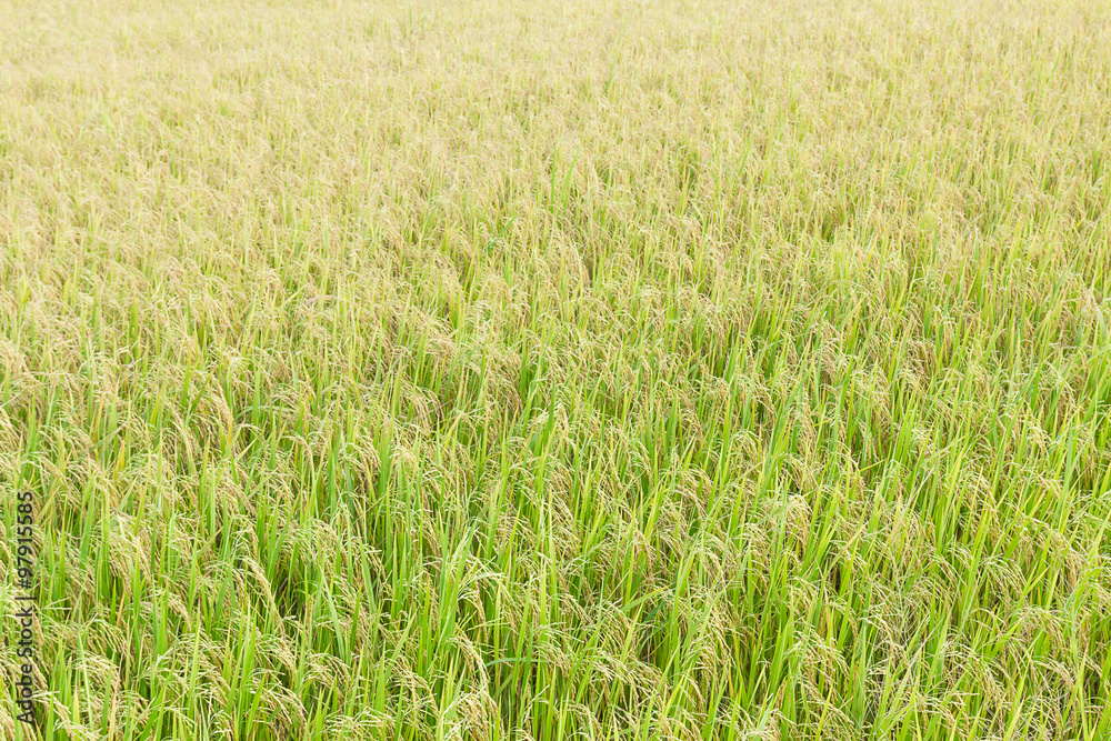 Close up top view rice fields Close up top view rice fields