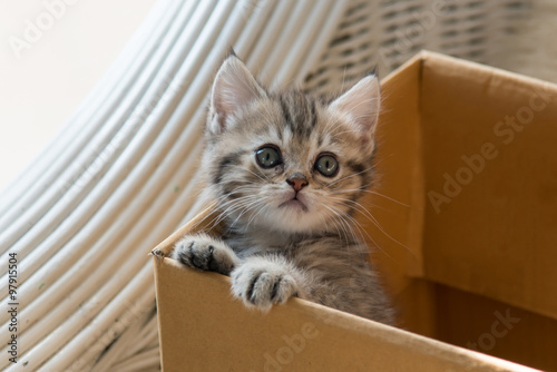 Cute tabby persian kitten