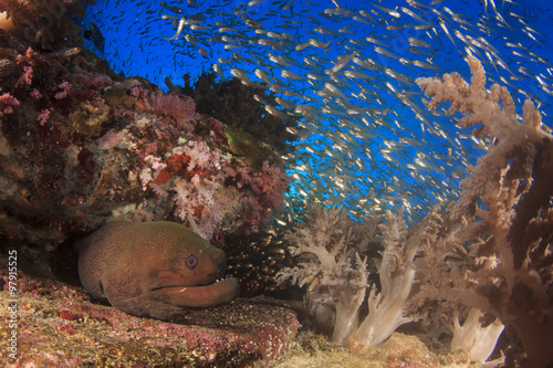 Giant Moray Eel and fih on coral reef photo