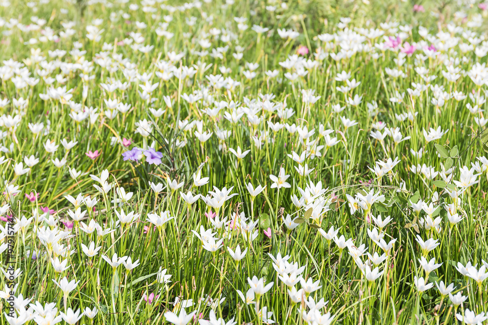 Fototapeta premium Fairy Lily flower in garden