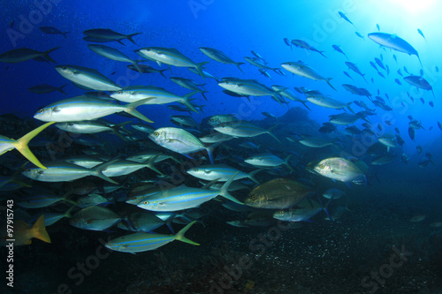 Swarm predator fish school hunting: Tuna, Trevallies, Jacks, Rainbow Runners, Emperors, Snappers and Wrasse © Richard Carey
