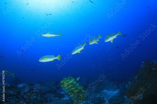 Coral reef, tropical fish, sea ocean underwater