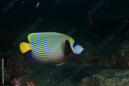 Tropical fish: Emperor Angelfish