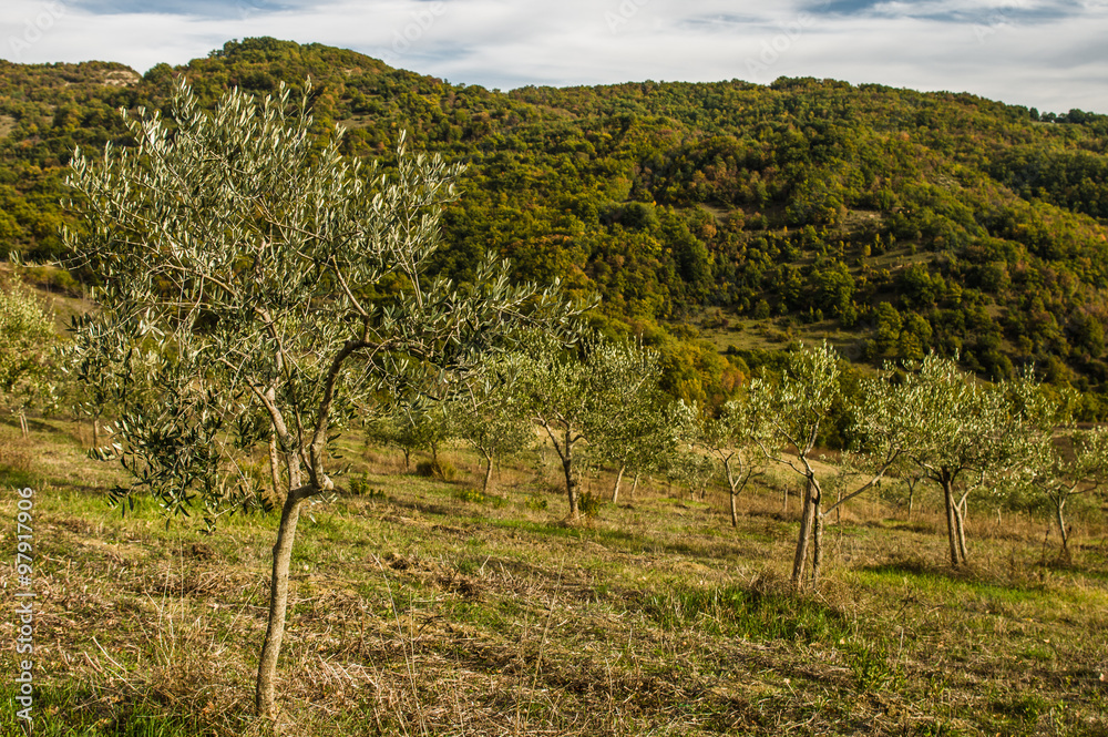 Obraz premium Olive tree in autumn