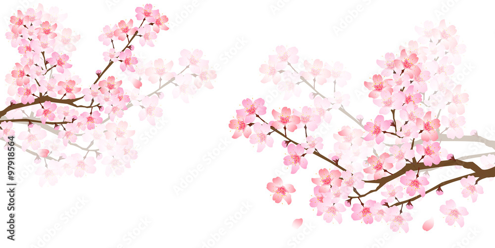 Fototapeta premium 桜 春 花 背景