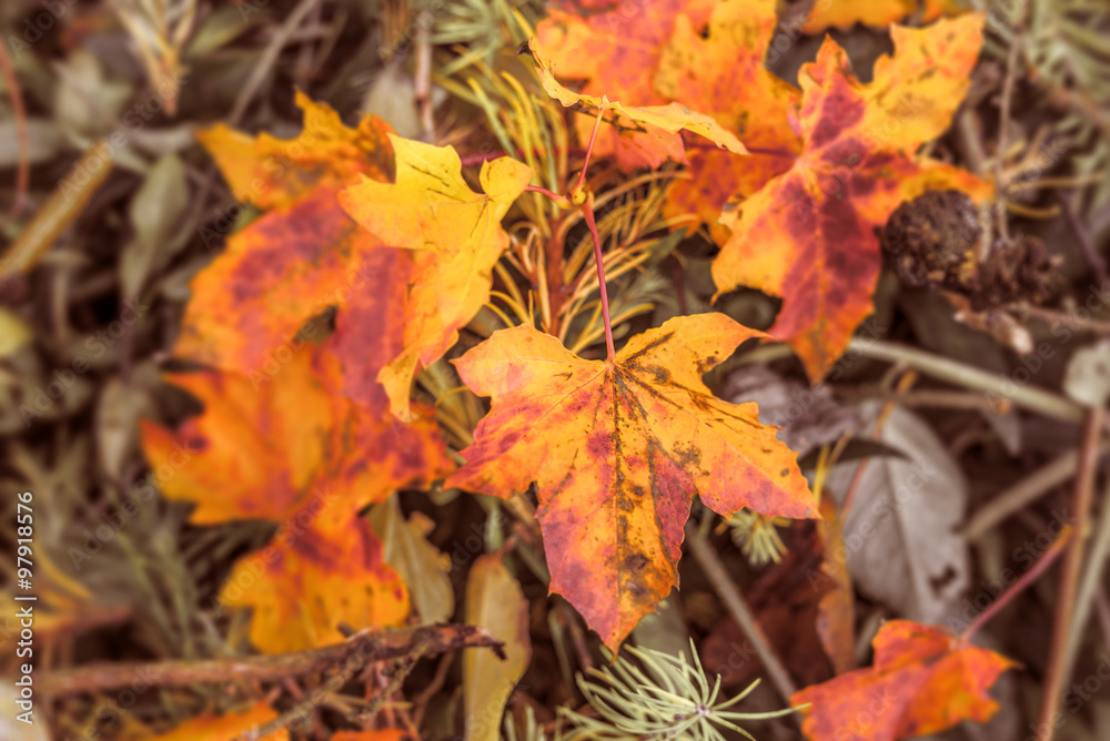 Autumn maple in red and yellow colors Autumn maple in red and yellow colors