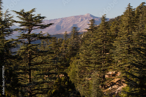 Lebanese cedar pinecone in the forest in the mountains