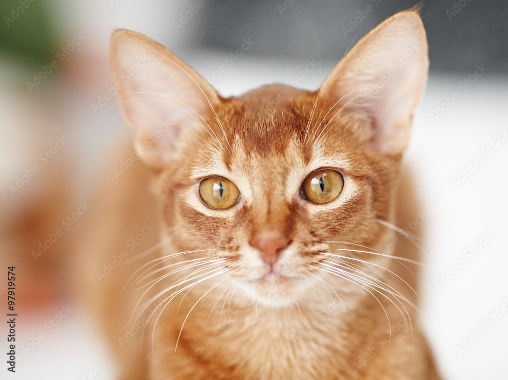 Portrait of cute little red cat.