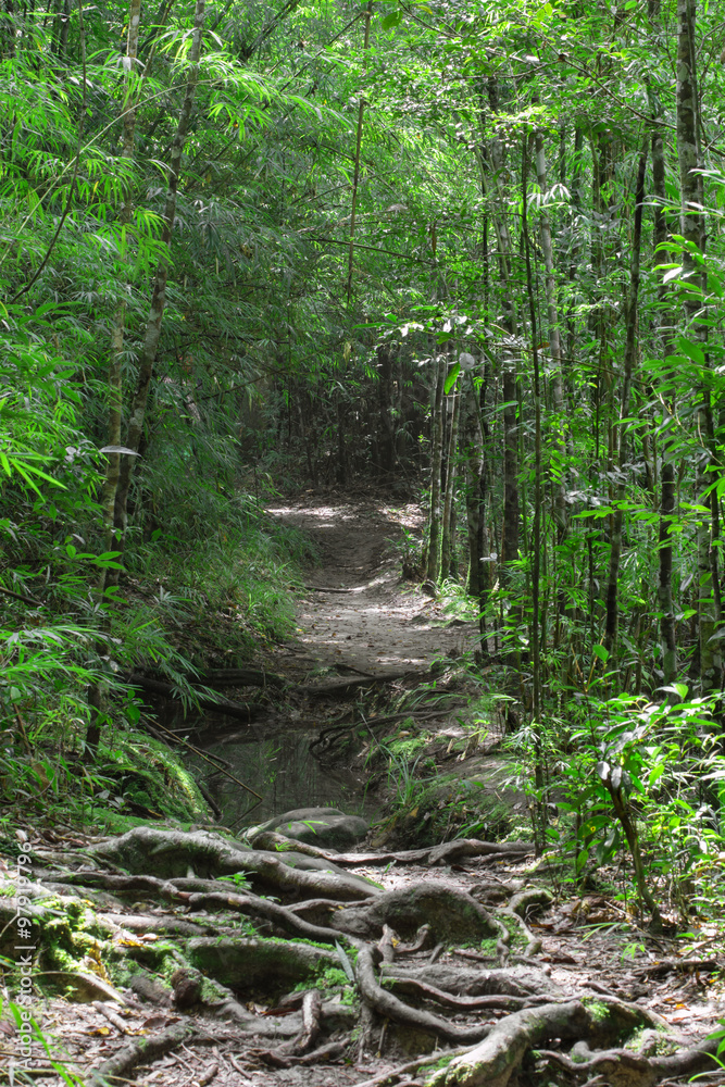View inside of the forest trees, nature green wood. View inside of the forest trees, nature green wood.