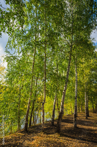 Fototapeta Naklejka Na Ścianę i Meble -  Birch in the autumn forest
