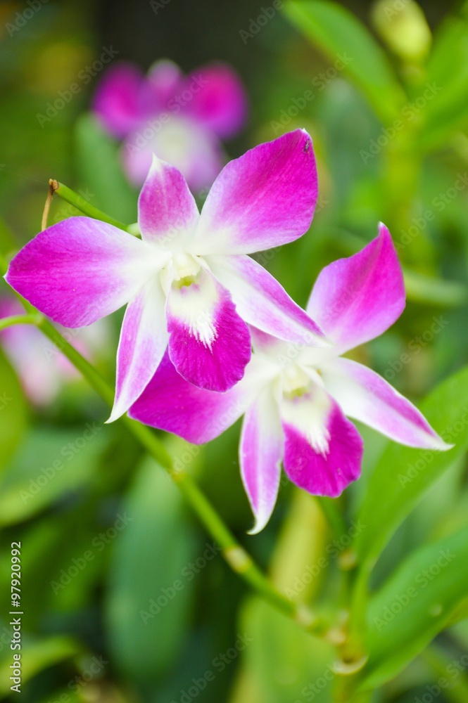 beautiful Purple orchid flower in nature garden