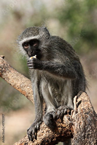 A monkey on a tree eating