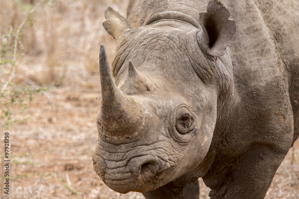Obraz premium Black rhinoceros portrait